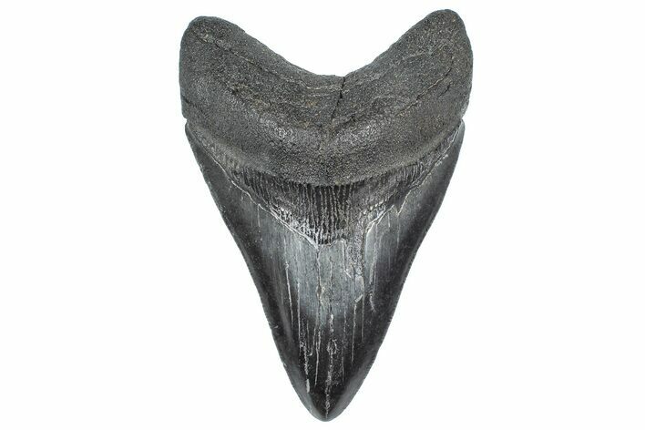 Fossil Megalodon Tooth - South Carolina #362281